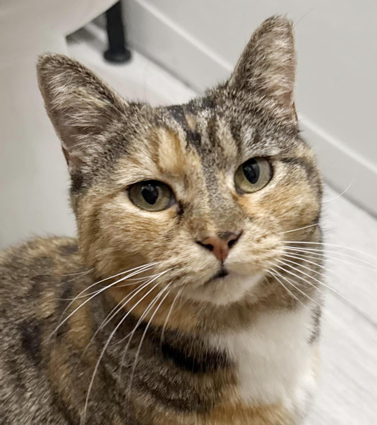 Photo of Izzy Airbiscuits
