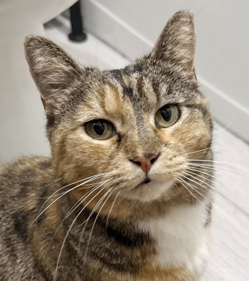Izzy Airbiscuits, Young Torbie / Domestic Short Hair / Mixed, cat for adoption in Buckeye, Arizona