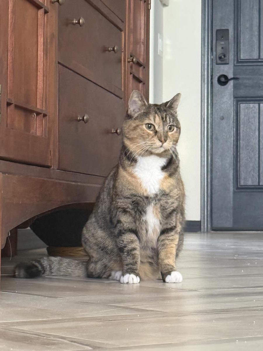 Photo of Izzy Airbiscuits
