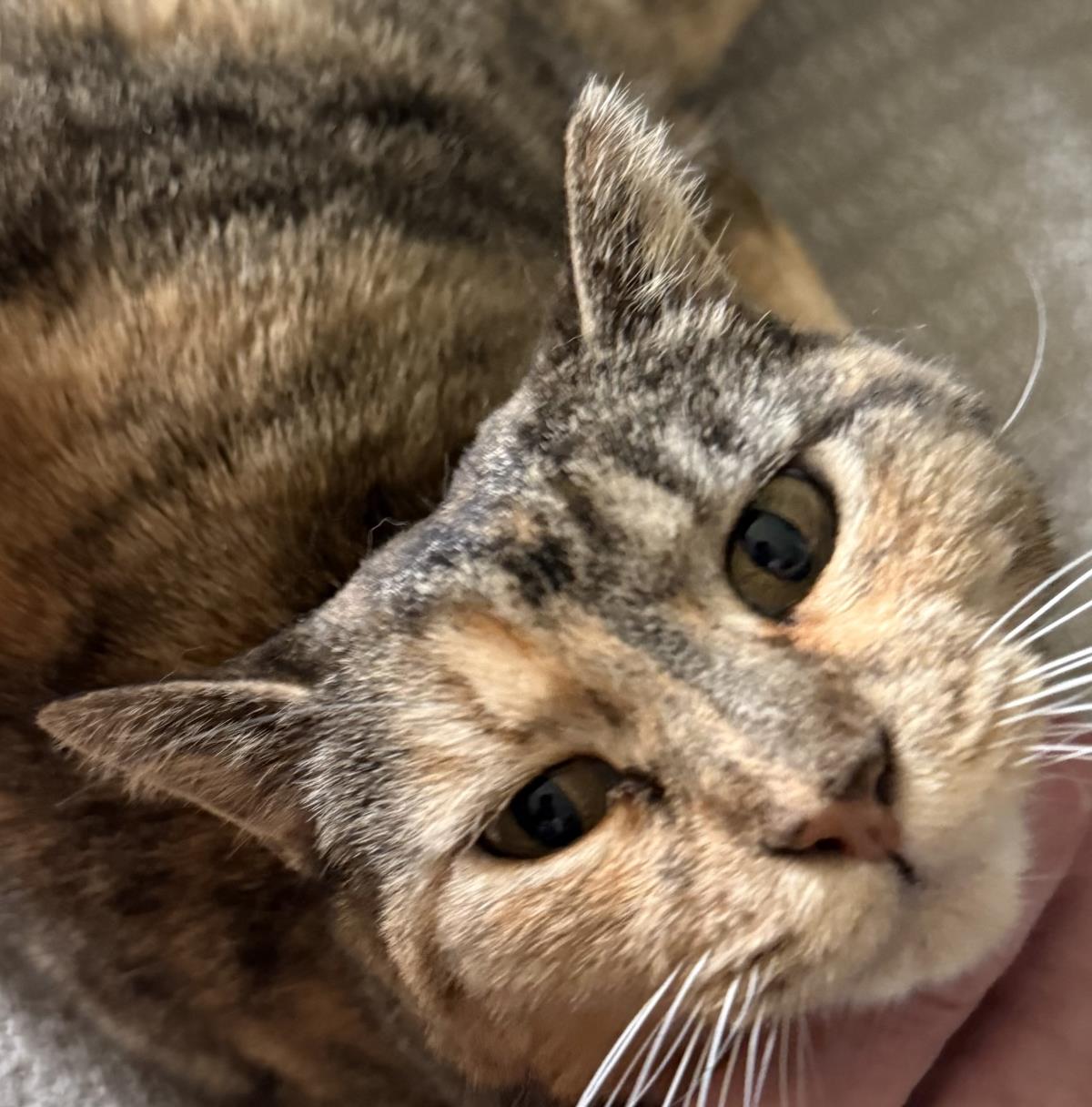Photo of Izzy Airbiscuits