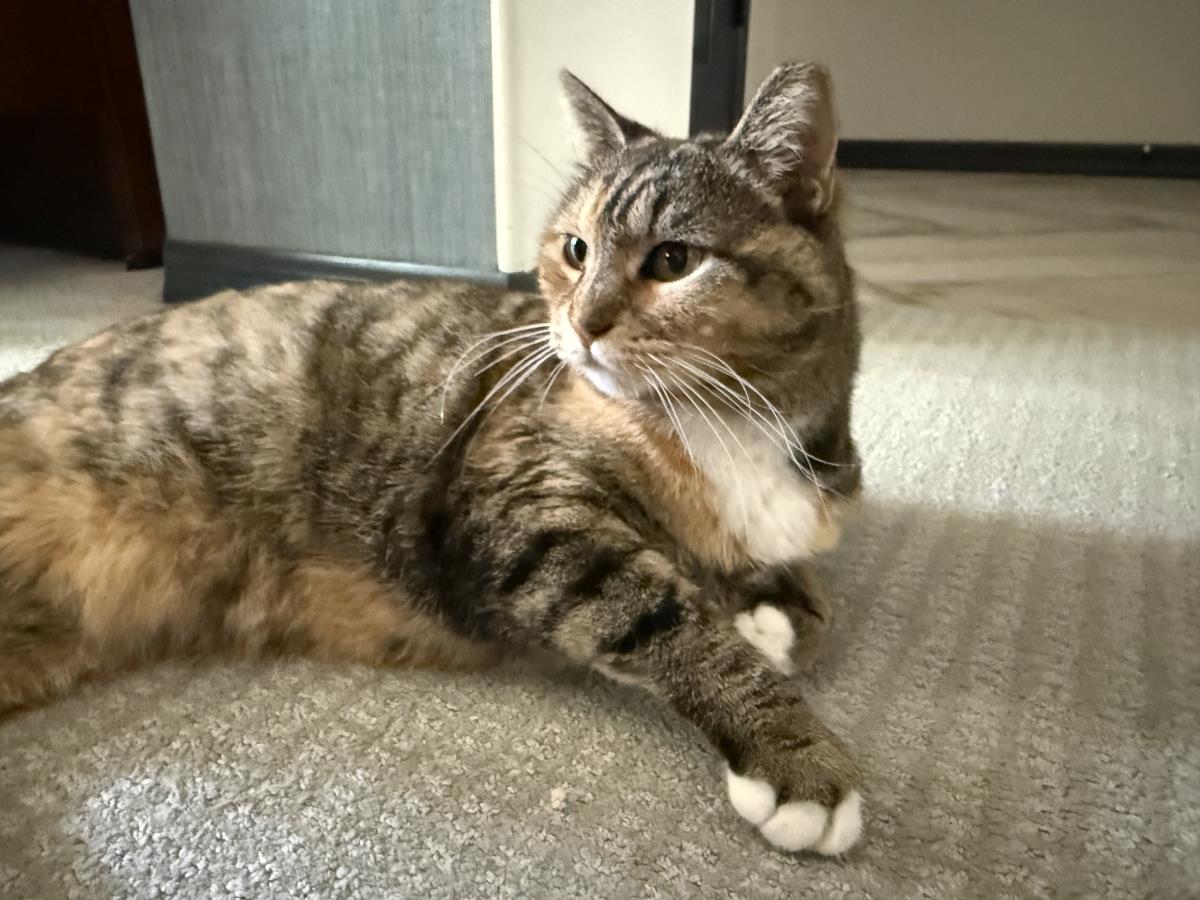Photo of Izzy Airbiscuits