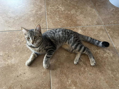 Blossom Powerpuff, an adoptable Domestic Short Hair in Chandler, AZ