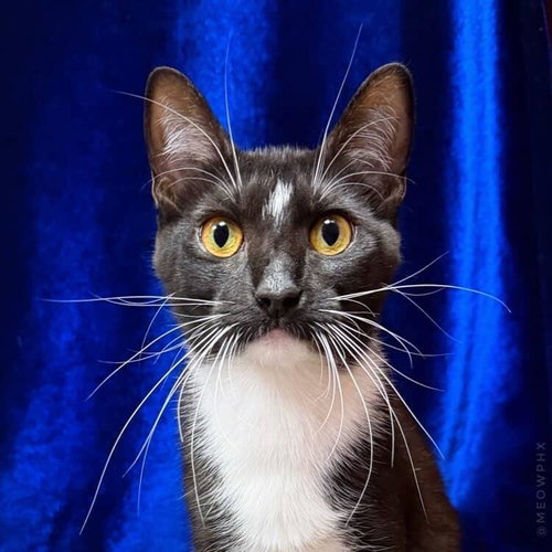 Buttercup Powerpuff, an adoptable Domestic Short Hair in Chandler, AZ