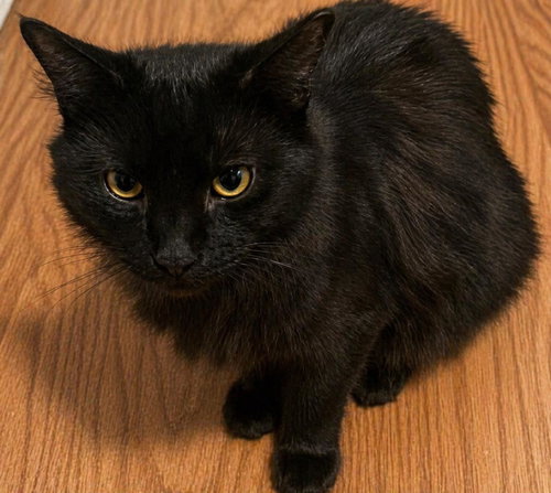Mylo Burke, an adoptable Domestic Medium Hair in Chandler, AZ