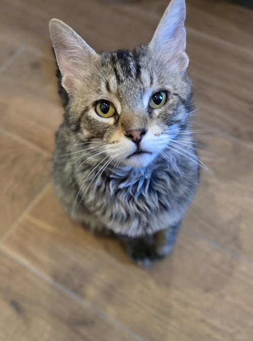 Skater Boi, an adoptable Domestic Medium Hair in Chandler, AZ