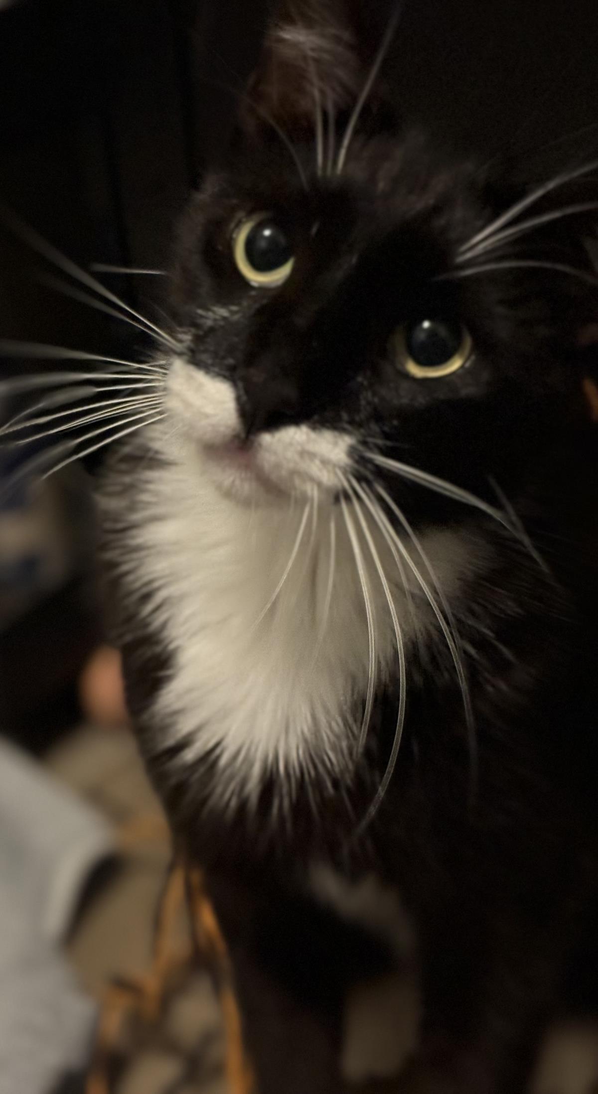 Photo of Groucho Marx