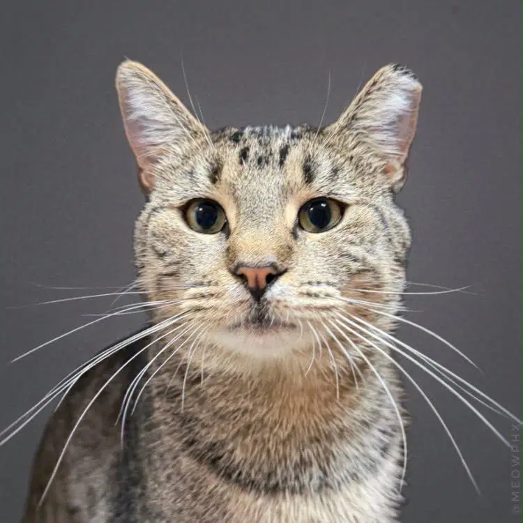 Harper Lee - Domestic Short Hair