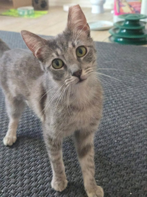 Scout Lee, an adoptable Domestic Short Hair in Chandler, AZ
