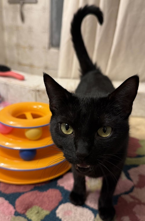 Pawla Abdul, Young Domestic Short Hair / Mixed, cat for adoption in Buckeye, Arizona