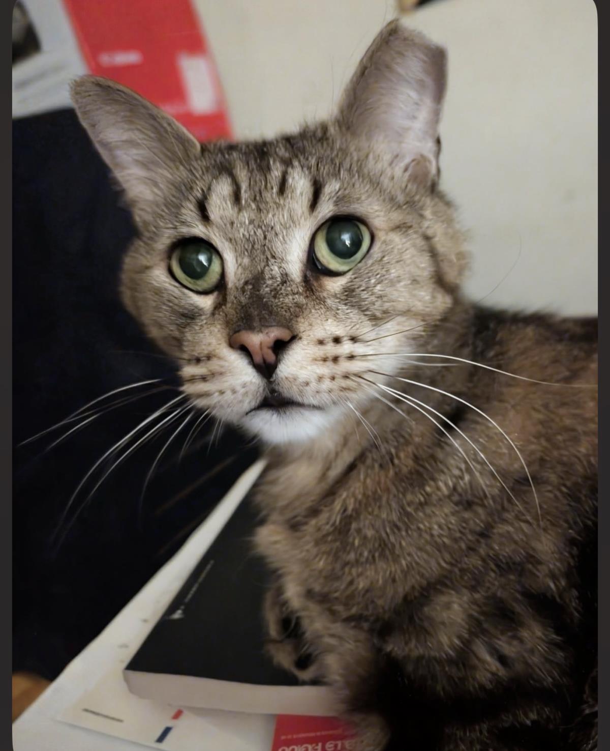 Photo of Simon Elderpaws