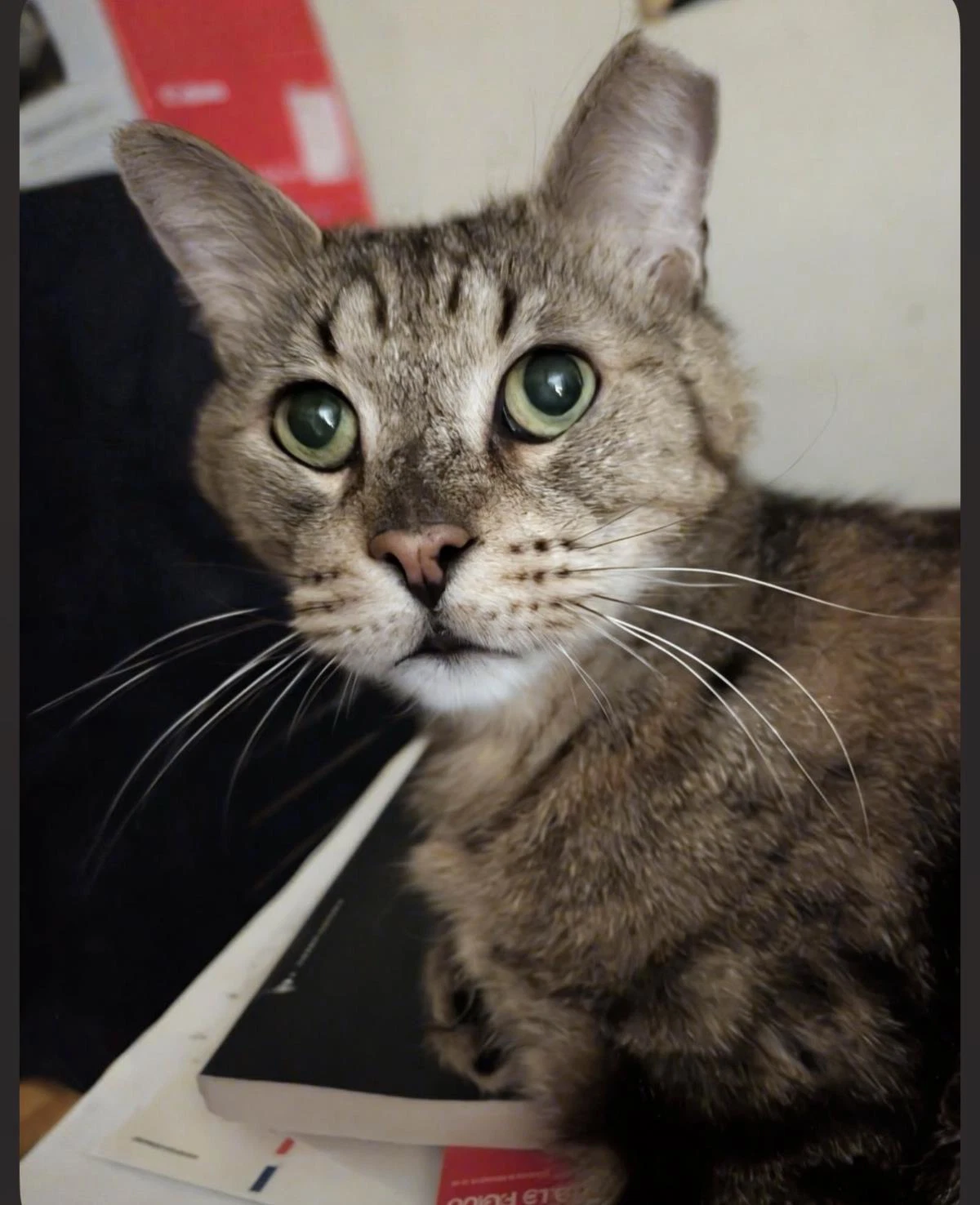 Simon Elderpaws