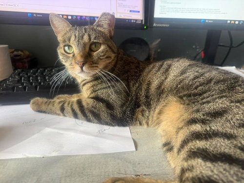 Jody "niko" Davis, an adoptable Domestic Short Hair in Chandler, AZ