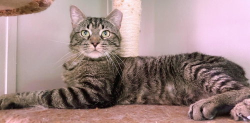 Thomas Church, an adoptable Tabby in Chandler, AZ