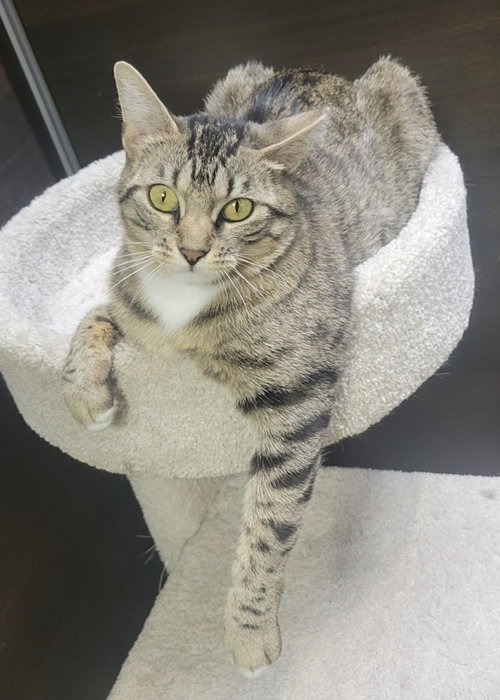 Tabitha Stephens, an adoptable Domestic Short Hair in Chandler, AZ