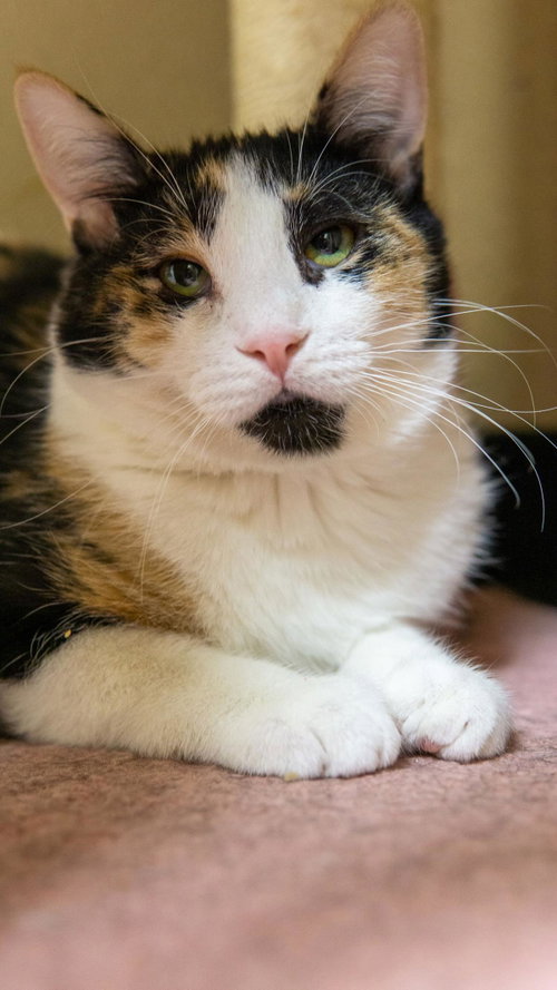 Coral Shard, Young Domestic Short Hair / Calico / Mixed, cat for adoption in Buckeye, Arizona