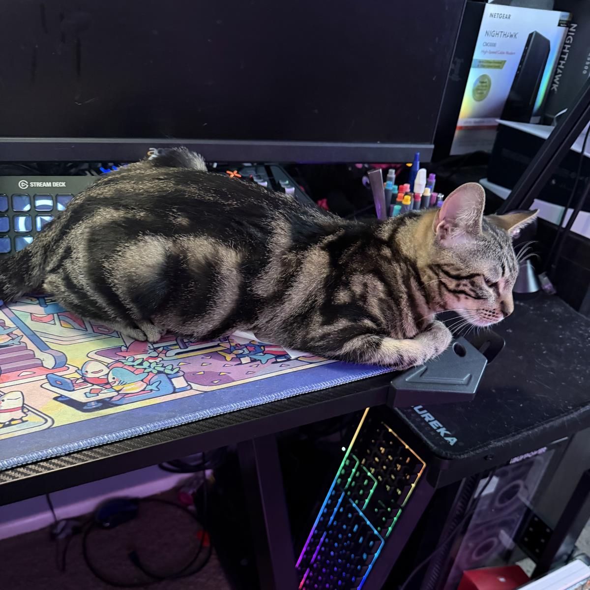 Photo of Squiggles Ryder Inverness
