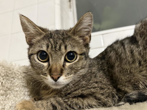 TIGER BEAR - Tabby / Domestic Short Hair for adoption in Chandler