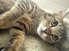 Tiger Bear - Photo 2