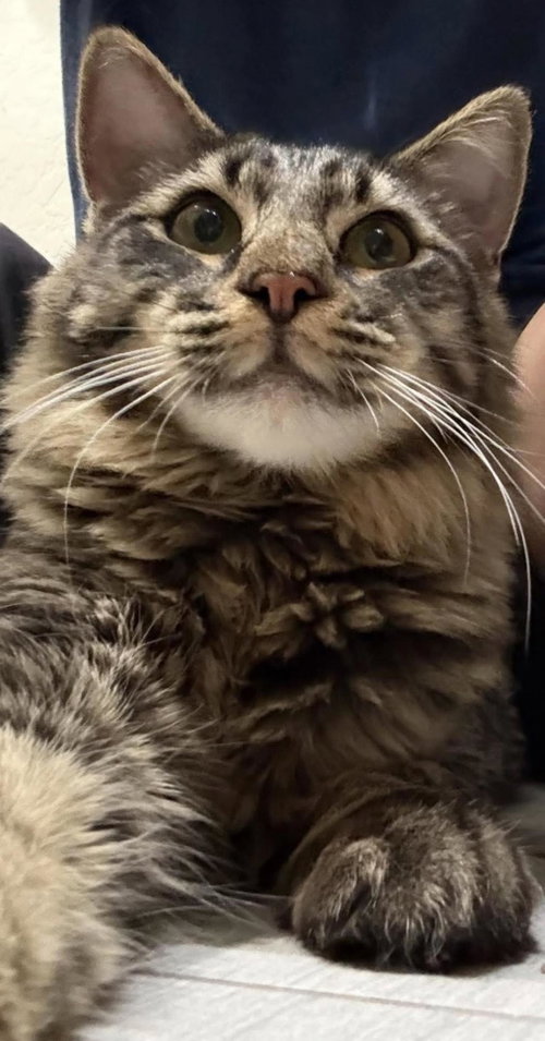 ANTOINE LE TIGER - Tabby / Domestic Medium Hair for adoption in Chandler