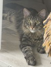 Antoine Le Tiger - Photo 2