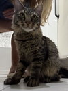 Antoine Le Tiger - Photo 3