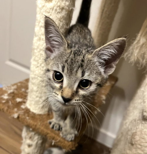 Marvin Bennet, an adoptable Domestic Short Hair in Chandler, AZ