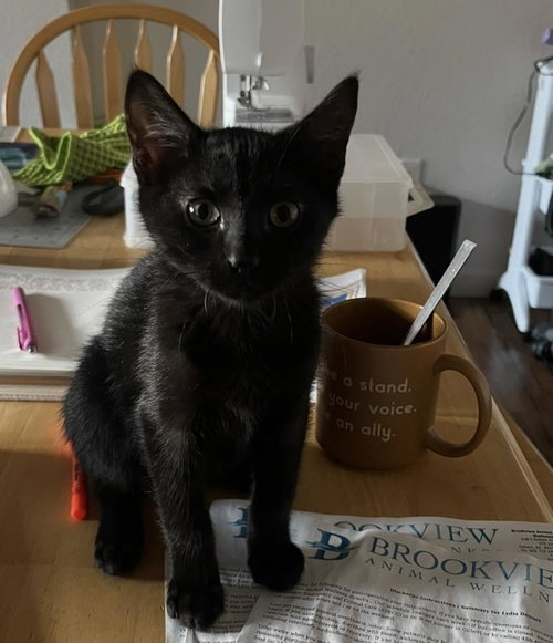 Kitty Bennet, an adoptable Domestic Short Hair in Chandler, AZ