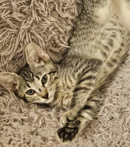 Birk Bates, an adoptable Tabby in Chandler, AZ
