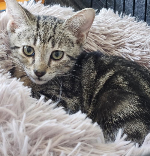 Hunter Bates, an adoptable Tabby in Chandler, AZ