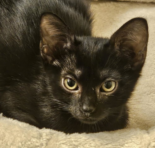 Breezy Bates, Baby Domestic Short Hair / Domestic Short Hair / Mixed, cat for adoption in Buckeye, Arizona