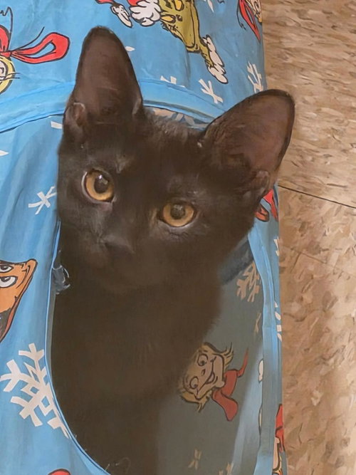 Breezy Bates, Baby Domestic Short Hair / Domestic Short Hair / Mixed, cat for adoption in Gilbert, Arizona
