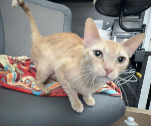 Princess Gisela, an adoptable Domestic Short Hair in Chandler, AZ