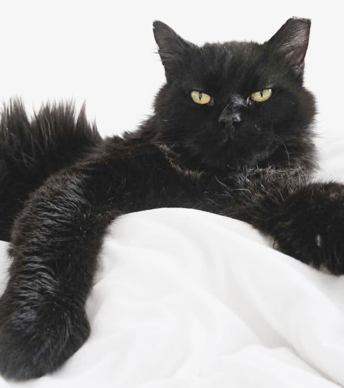 Panterra Grace, an adoptable Domestic Long Hair in Chandler, AZ
