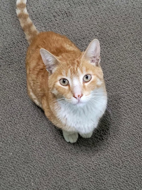 Cheddar Cheesington, an adoptable Domestic Short Hair in Chandler, AZ