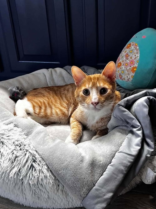 Cheddar Cheesington, Young Domestic Short Hair / Tabby / Mixed, cat for adoption in Gilbert, Arizona