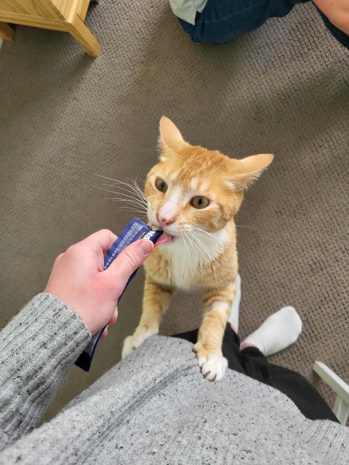 Photo of Cheddar Cheesington