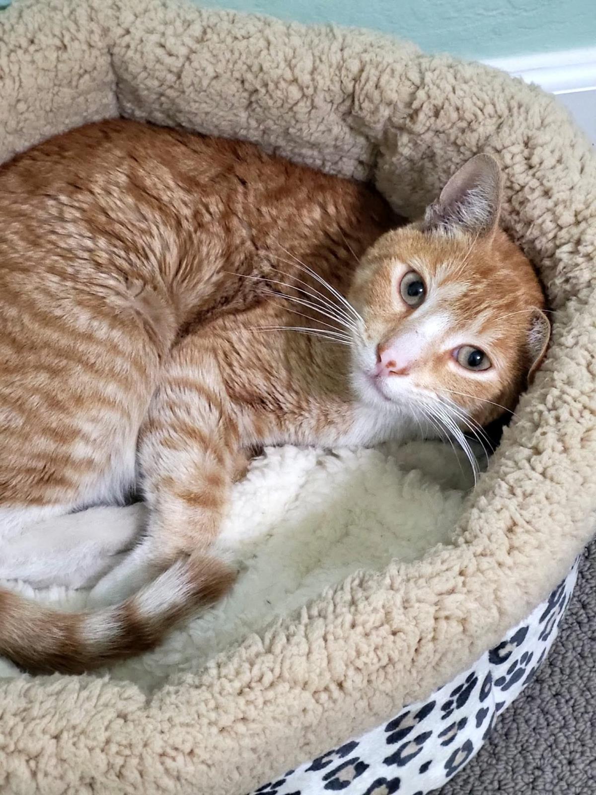 Photo of Cheddar Cheesington