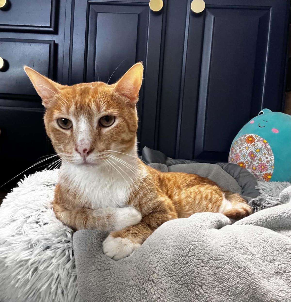 Photo of Cheddar Cheesington