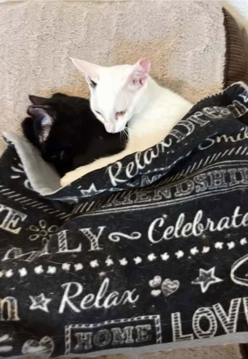 Aliyah Limon Bonded To Gato Limon, Young Domestic Medium Hair / Mixed, cat for adoption in Buckeye, Arizona