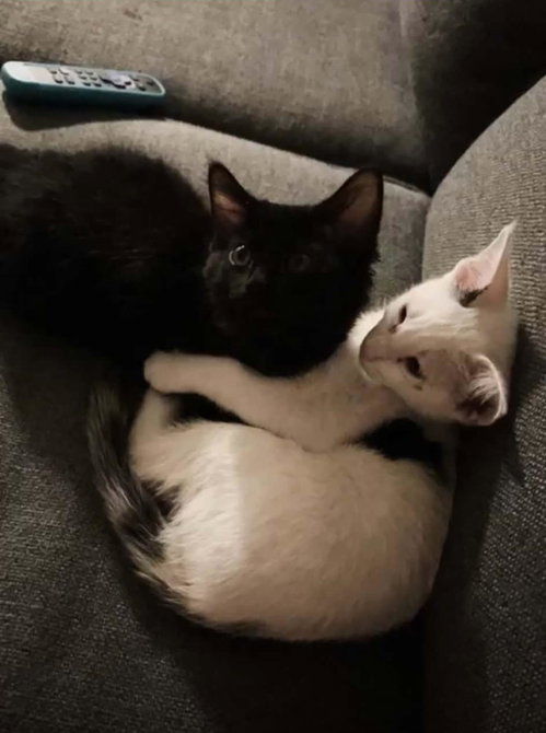 Gato Limon Bonded To Aliyah Limon, Young Domestic Short Hair / Mixed, cat for adoption in Buckeye, Arizona