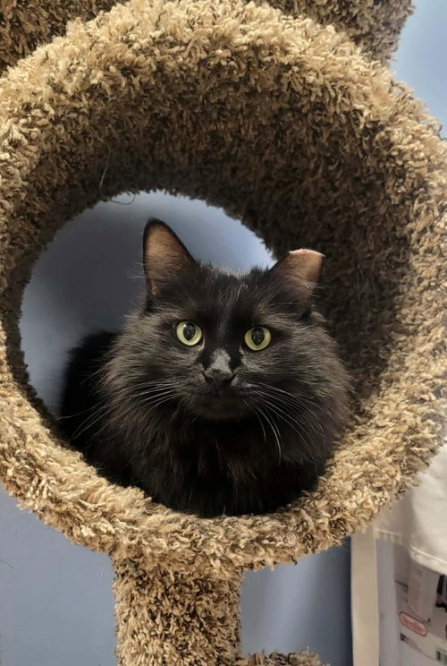 Mimi Eli Guerrero, an adoptable Domestic Long Hair in Chandler, AZ
