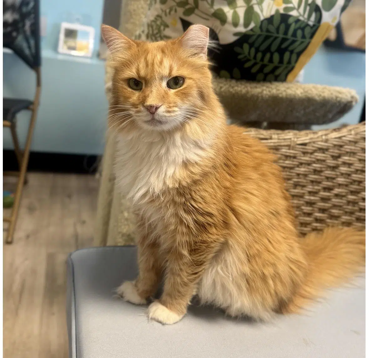 Cumin Orange - Domestic Long Hair