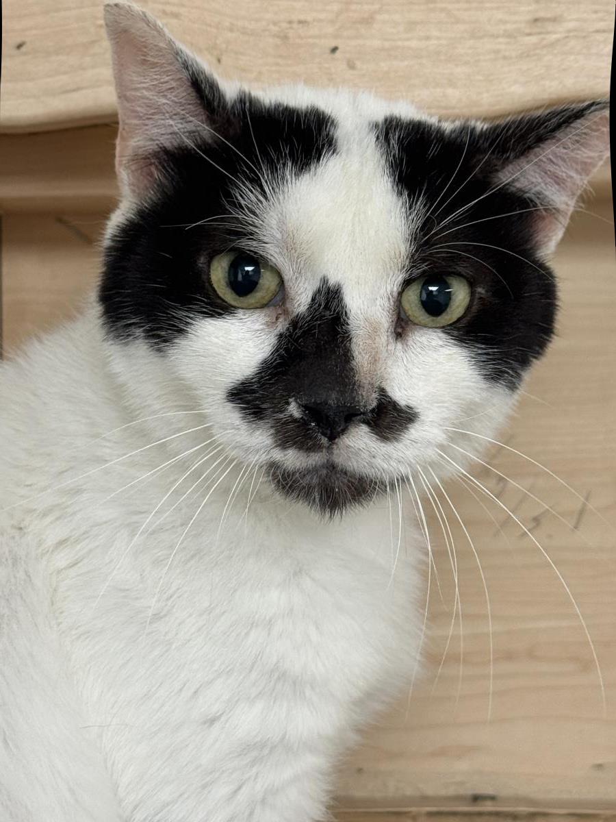 Photo of Basil Mccow