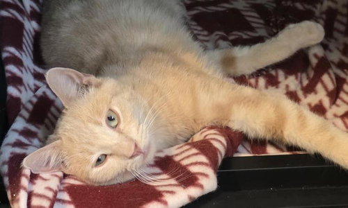 Rowan Sunfire, an adoptable Domestic Short Hair in Chandler, AZ