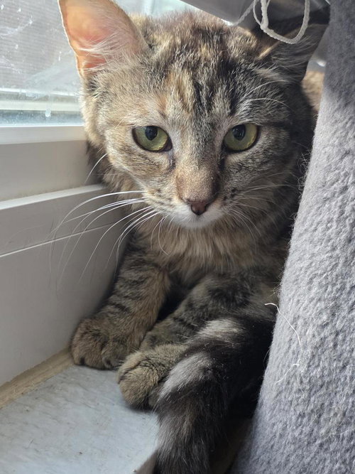 Briar Willow, Young Domestic Short Hair / Torbie / Mixed, cat for adoption in Buckeye, Arizona