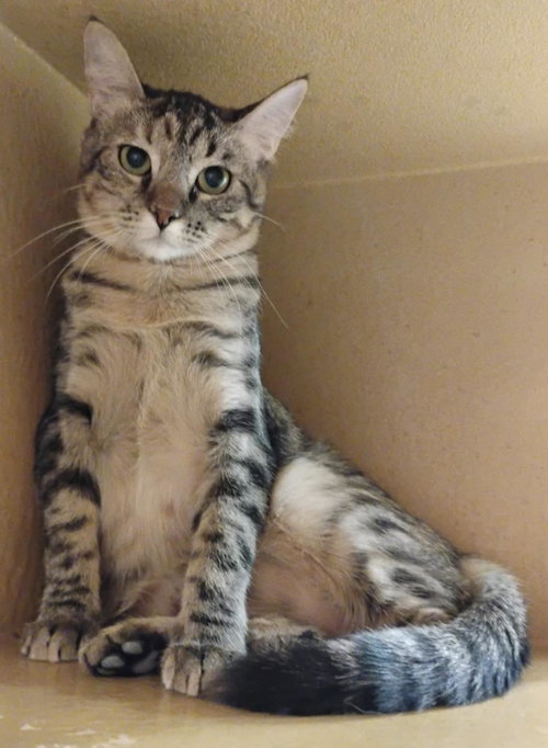 BRIAR WILLOW - Domestic Short Hair / Torbie available for adoption