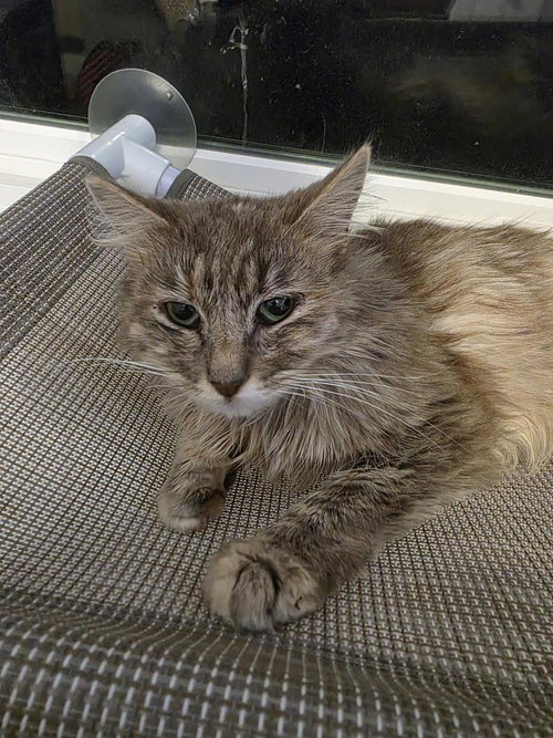 Juniper Willow, Young Domestic Long Hair / Torbie / Mixed, cat for adoption in Buckeye, Arizona