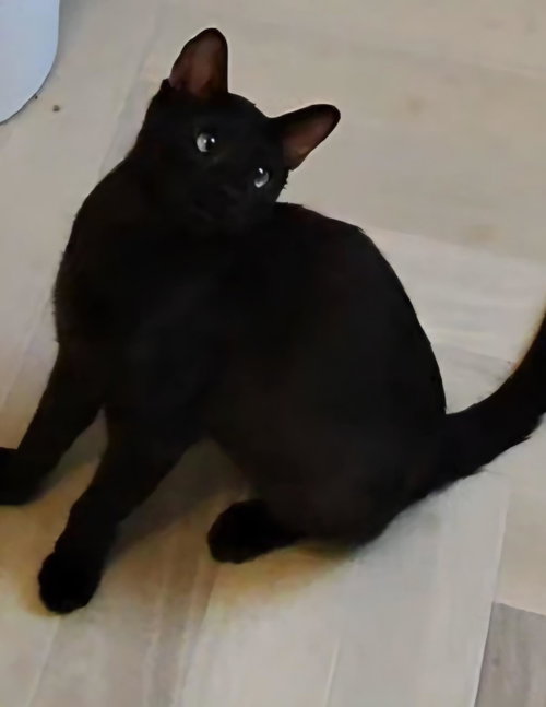 Onyx Nightshade, Young Domestic Short Hair / Mixed, cat for adoption in Buckeye, Arizona