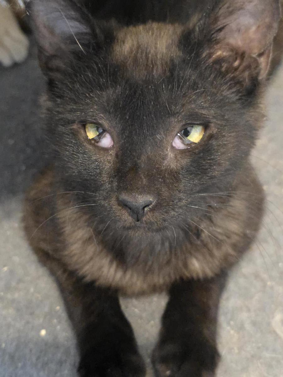 Photo of Onyx Nightshade