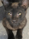 Onyx Nightshade - Photo 4